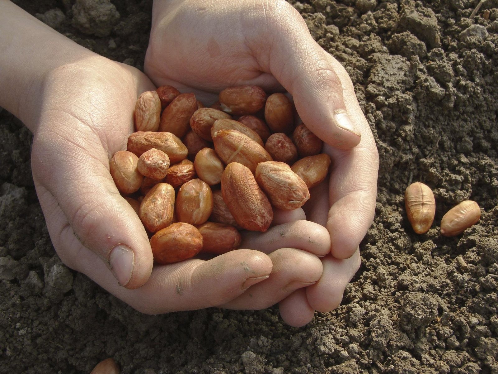Quality Seeds and Better Farming Practices