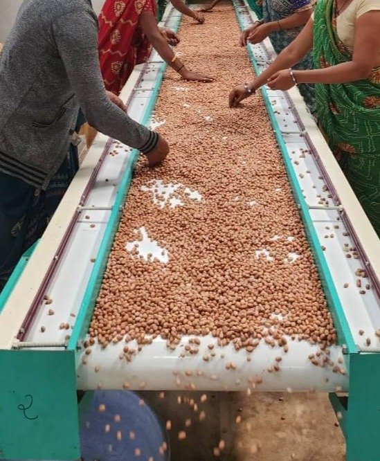 Groundnut Quality and Market Opportunities